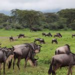 Safari vehicle stopped at a Kenya national park gate with a ranger checking entry passes