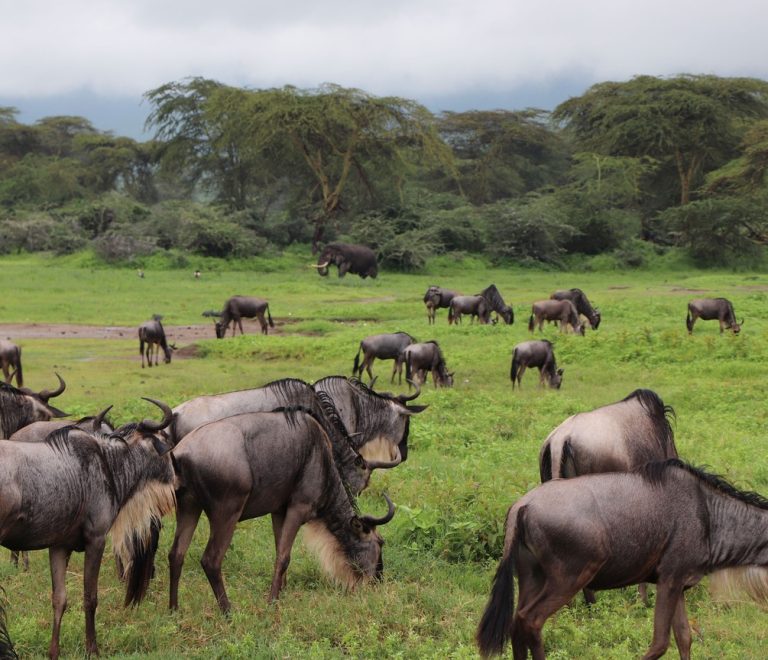 Safari vehicle stopped at a Kenya national park gate with a ranger checking entry passes
