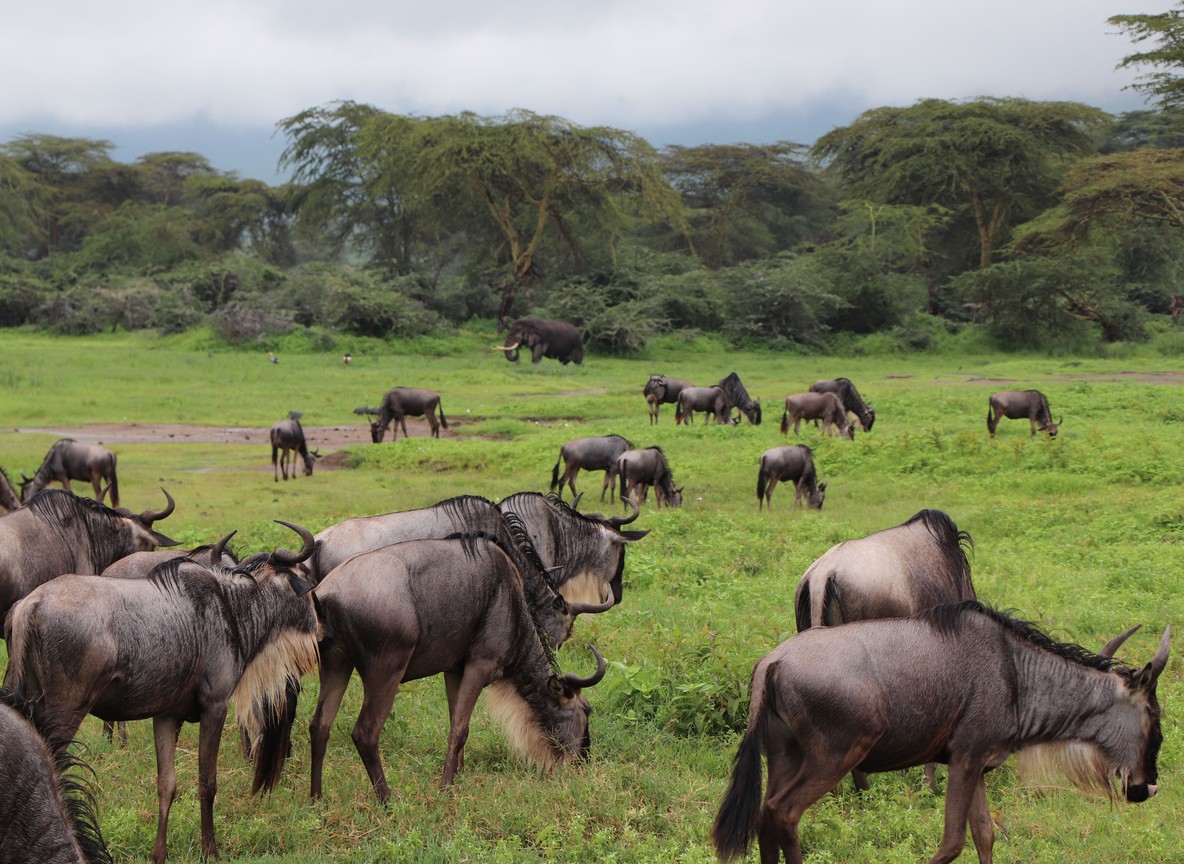 Safari vehicle stopped at a Kenya national park gate with a ranger checking entry passes