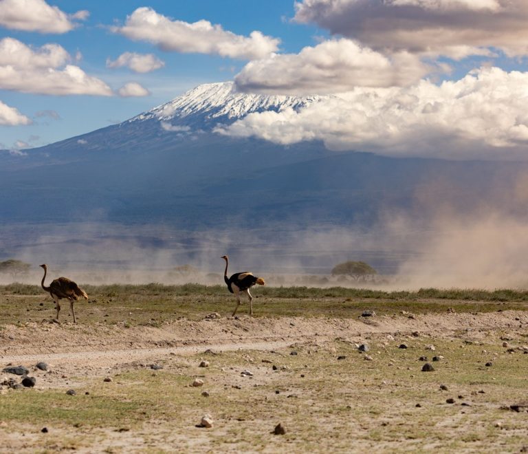a safari vehicle passing through a national park gate at golden hour with a KWS signboard visible and open savanna beyond
