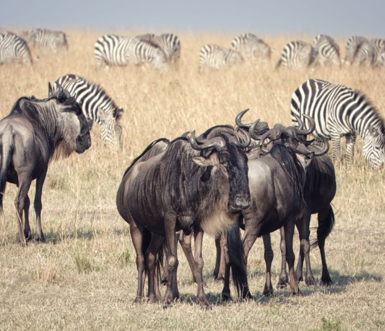 a KWS ranger vehicle on a well-graded park road at sunrise with acacia trees and open savanna in the background
