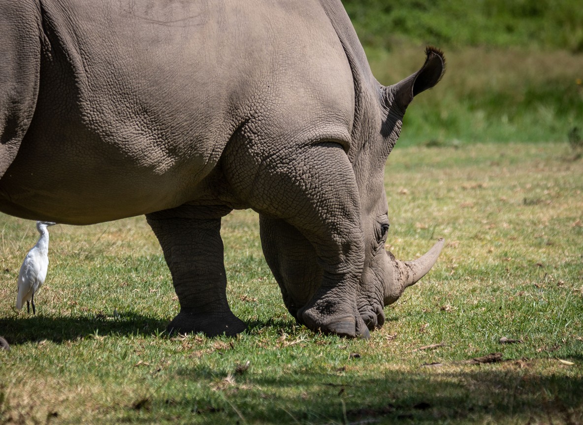 A white rhino grazing on short grass with an egret alongside it, the kind of wildlife encounter walking guides watch for on the same rangeland herders graze