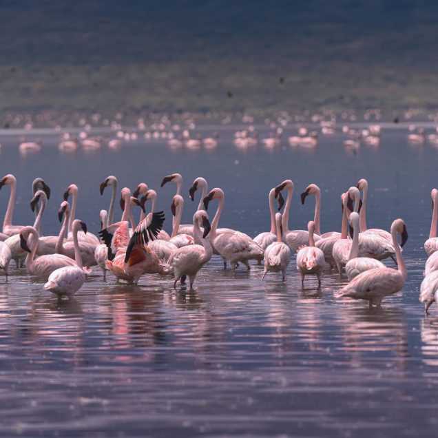Lake Bogoria