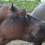 Lake Naivasha Safari Guide