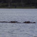 Lake Naivasha National Park Lake Naivasha National Park is a freshwater lake nestled in the Great Rift Valley, renowned for its rich birdlife, hippo populations, and scenic boat safaris. Just under two hours from Nairobi, it is one of the most accessible and relaxing nature getaways in Kenya.
