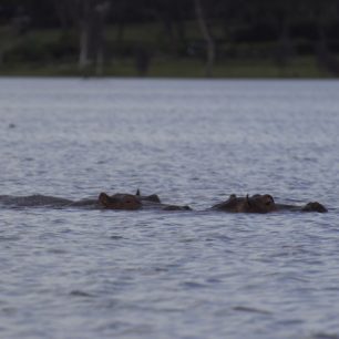 Lake Naivasha National Park