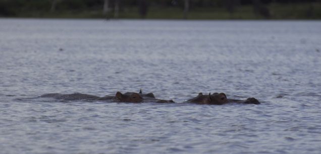 Lake Naivasha National Park