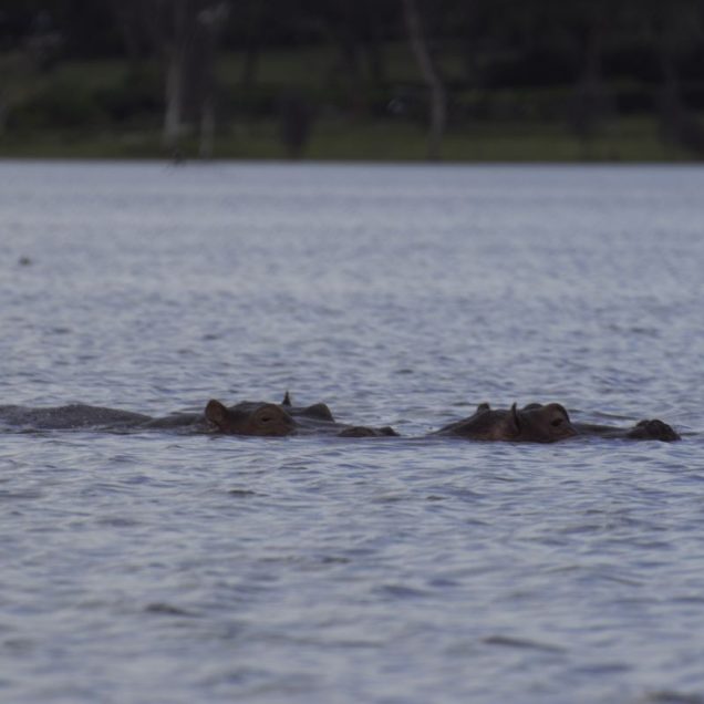 Lake Naivasha National Park