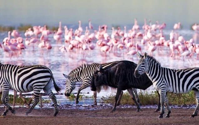 4-Day Lake Naivasha, Lake Nakuru & Masai Mara 4x4 Safari