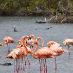 A ranger gate at Lake Nakuru National Park with flamingos visible on the lake in the background, daylight