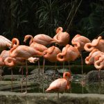 flamingos wading in shallow lake water with acacia trees in the background, daylight