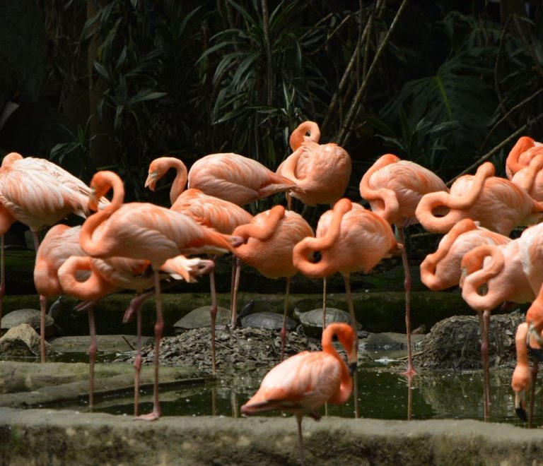 flamingos wading in shallow lake water with acacia trees in the background, daylight