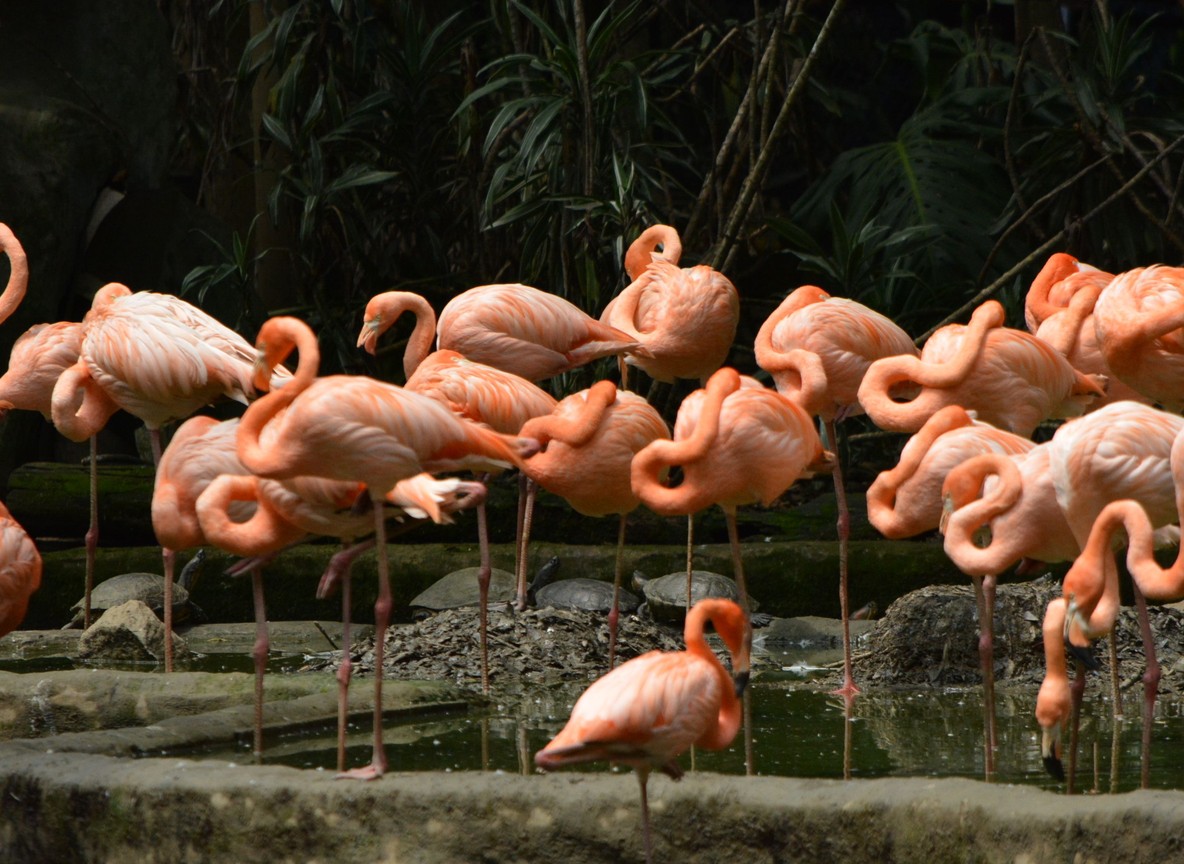 flamingos wading in shallow lake water with acacia trees in the background, daylight