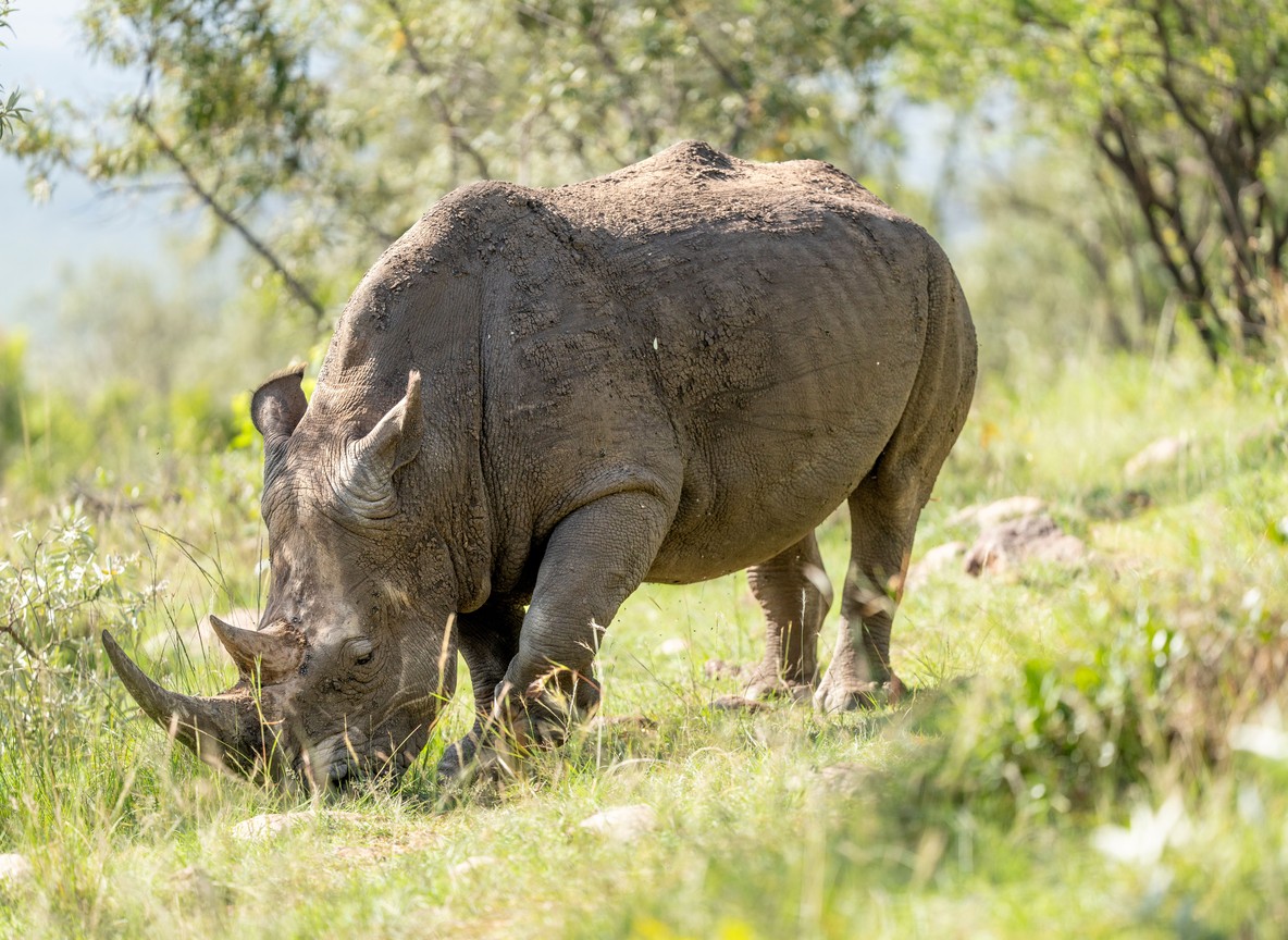 white rhino grazing near acacia woodland with a ranger vehicle in the distance, daylight