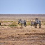 Last Minute Amboseli Booking Vs Advance Booking