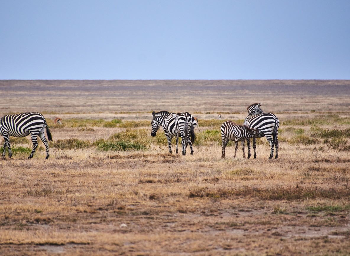 Last Minute Amboseli Booking Vs Advance Booking