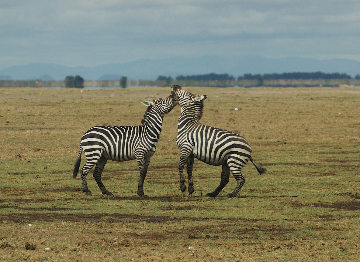 Last Minute Amboseli Booking Vs Advance Booking