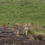 Last Minute Vs Advance Safari Booking Guide