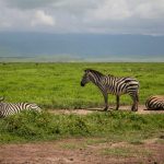 A luxury safari suite with large picture windows overlooking the misty forested rim of Ngorongoro Crater at sunrise