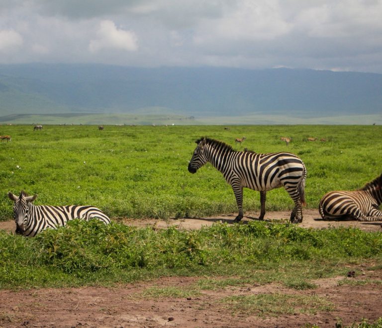 A luxury safari suite with large picture windows overlooking the misty forested rim of Ngorongoro Crater at sunrise
