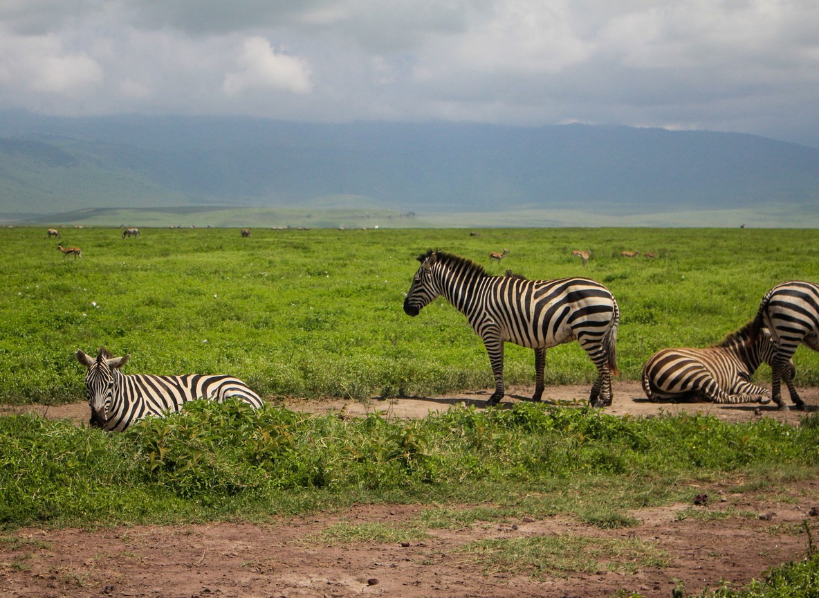 A luxury safari suite with large picture windows overlooking the misty forested rim of Ngorongoro Crater at sunrise