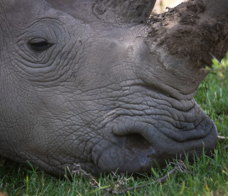 a black rhino grazing on open grassland with a distant view of Mount Kenya, Lewa Wildlife Conservancy, morning light