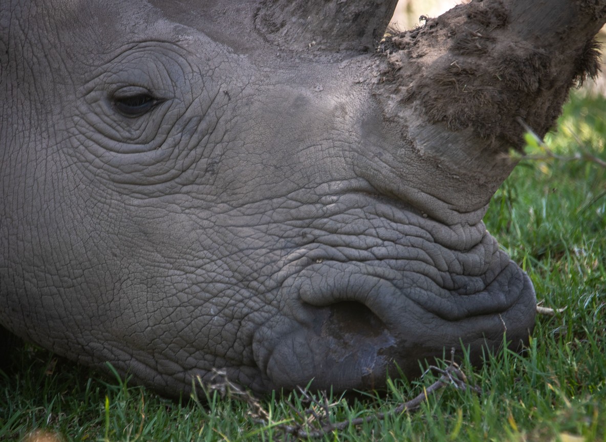 a black rhino grazing on open grassland with a distant view of Mount Kenya, Lewa Wildlife Conservancy, morning light