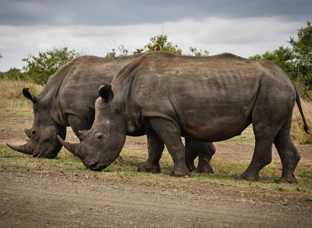 a safari guide pointing out rhino tracks to guests near a Land Cruiser, Lewa Wildlife Conservancy