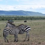A renovated safari tent veranda overlooking open grassland in Lewa Wildlife Conservancy, Kenya, warm afternoon light