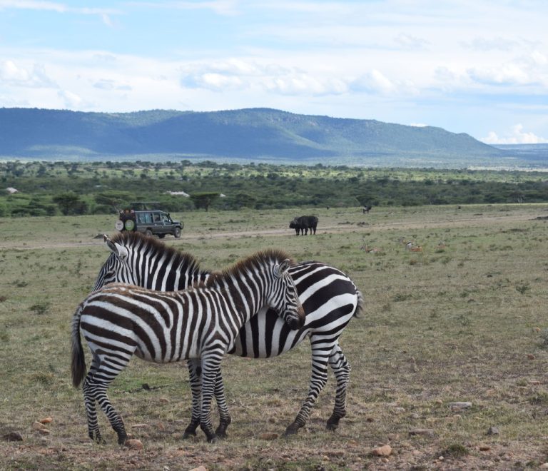 A renovated safari tent veranda overlooking open grassland in Lewa Wildlife Conservancy, Kenya, warm afternoon light