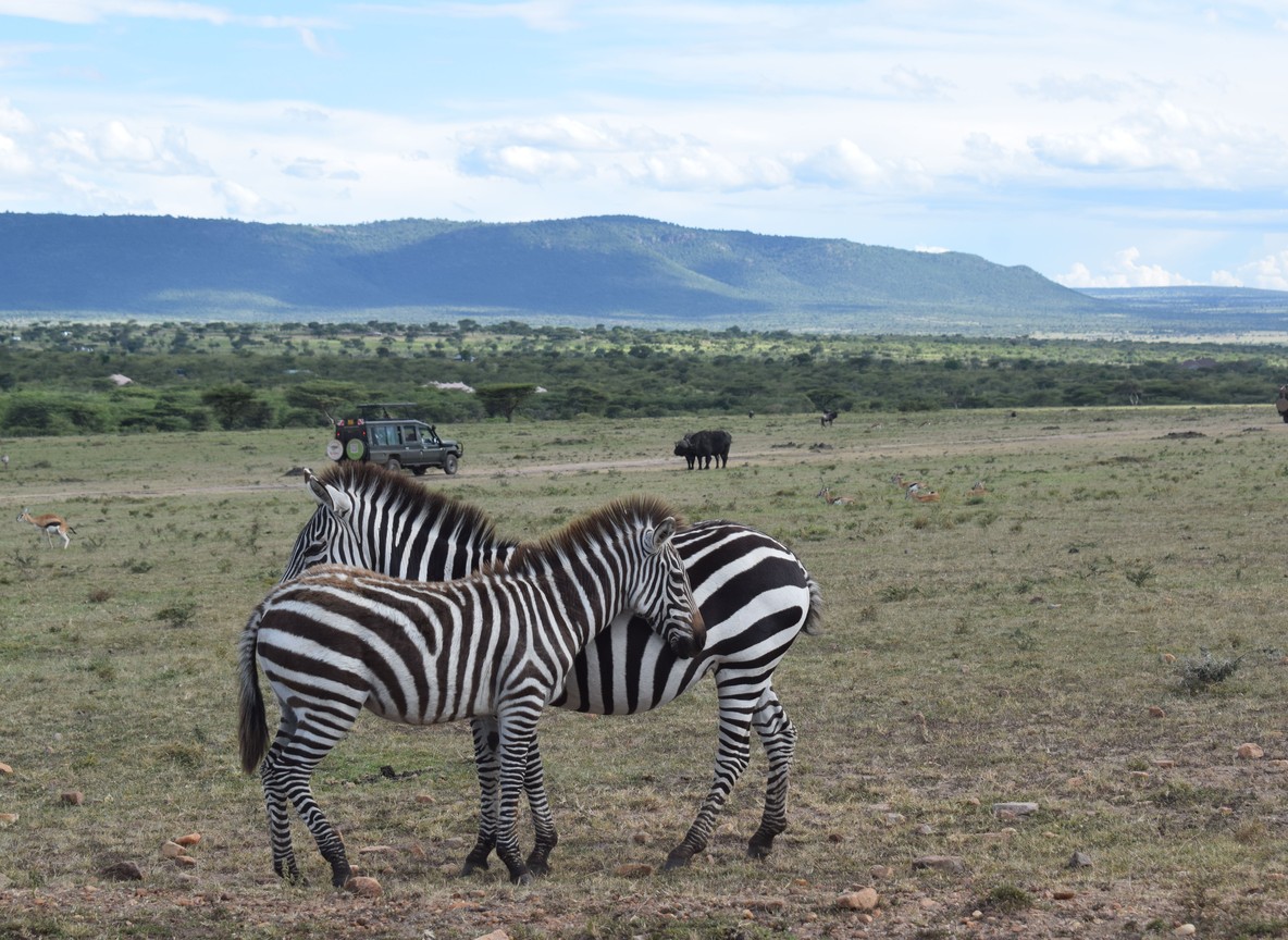 A renovated safari tent veranda overlooking open grassland in Lewa Wildlife Conservancy, Kenya, warm afternoon light