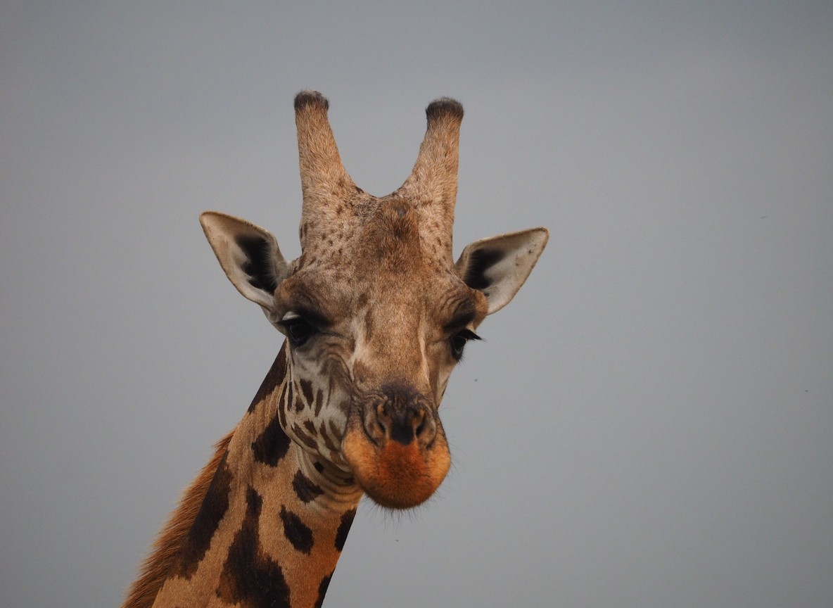 Lewa Safari Marathon 2026