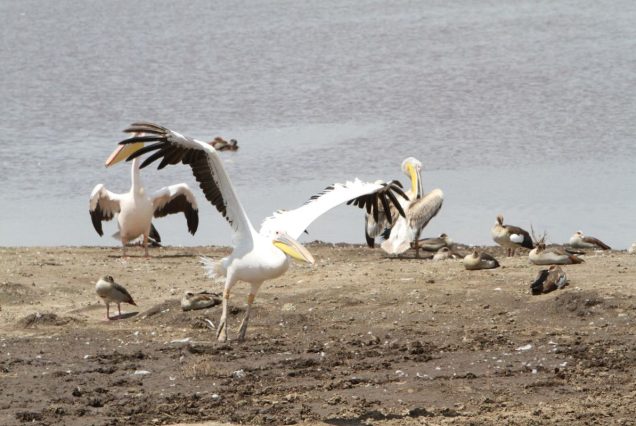 Lake Nakuru National Park Lake Nakuru National Park is famed for its dense populations of flamingos that once turned the lake's shoreline pink, and today remains one of Kenya's premier destinations for both black and white rhino sightings, making it a top choice for travelers seeking a complete Big Five experience. While flamingo numbers fluctuate with water levels, the alkaline lake continues to attract large numbers of pelicans and other waterbirds, alongside a thriving population of rhinos protected within the park's fenced boundaries — among the best places in Kenya to reliably see both rhino species. The park's surrounding woodlands and grasslands are also home to lion, leopard, buffalo, giraffe, and waterbuck, offering excellent game drives in a relatively compact and easily navigable area. Lake Nakuru National Park is often included as part of a broader Rift Valley safari circuit alongside Lake Naivasha and Hell's Gate, making it ideal for travelers with limited time who still want a rich wildlife experience close to Nairobi. Ready to experience Lake Nakuru National Park for yourself? book your safari with Valley Safaris today.