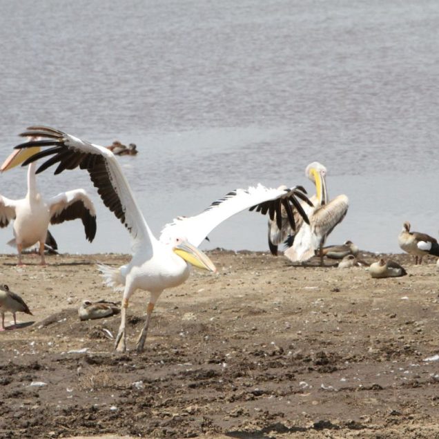 Lake Nakuru National Park