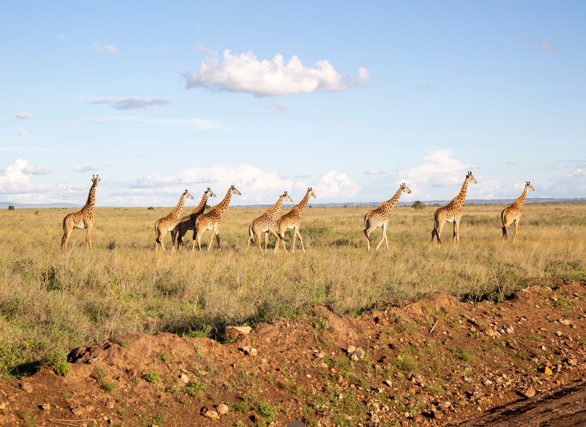 Local Kenya Operator Vs International Booking Platform