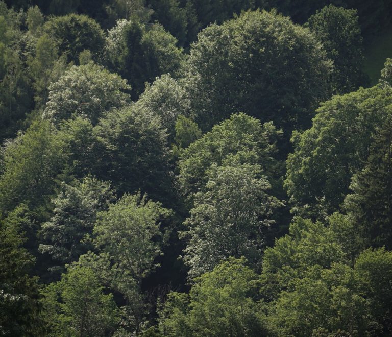Dense indigenous forest canopy typical of the highland woodland found in the Loita Hills of Narok County