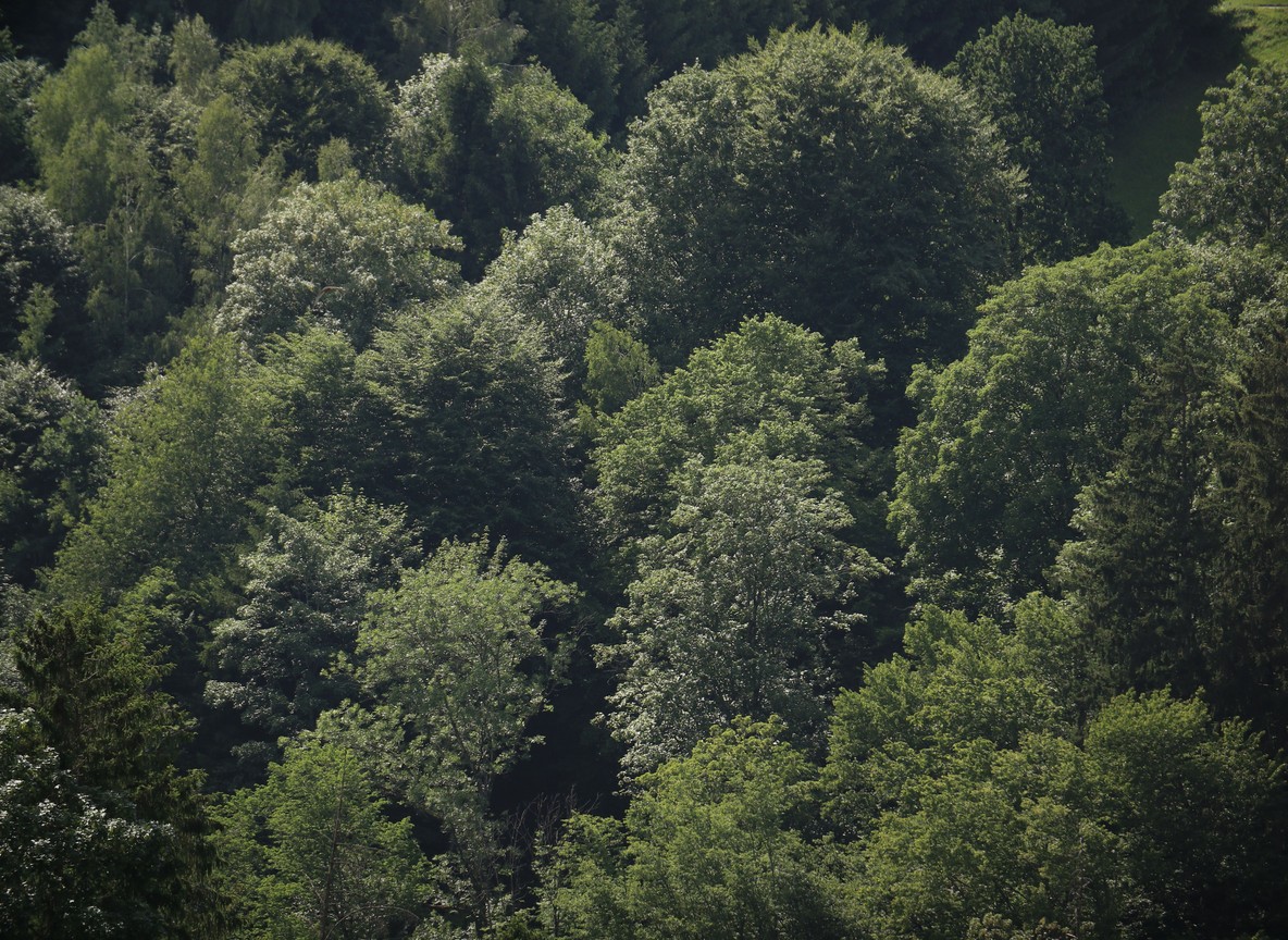 Dense indigenous forest canopy typical of the highland woodland found in the Loita Hills of Narok County