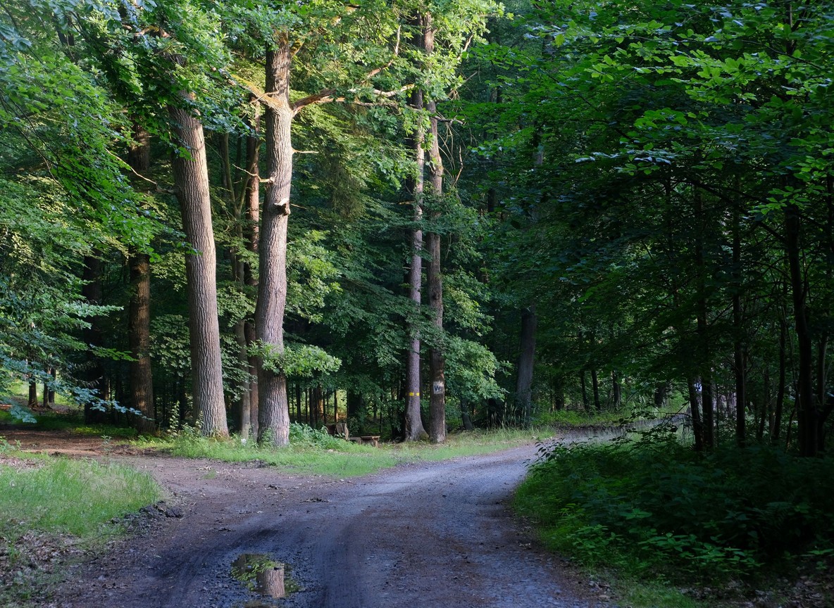 A dirt footpath winding through dense forest, illustrating the kind of trail used on community-guided walks into the Loita Hills