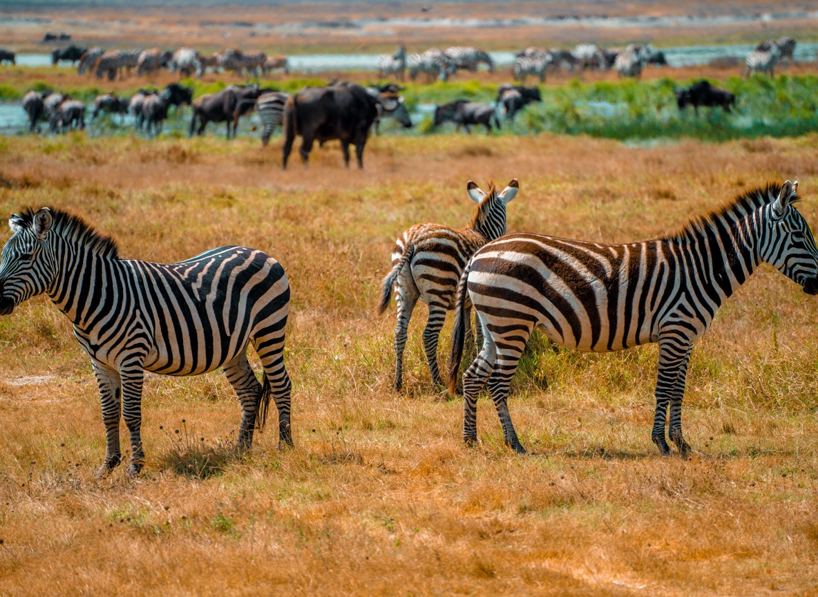 Long Rains Vs Short Rains In Amboseli
