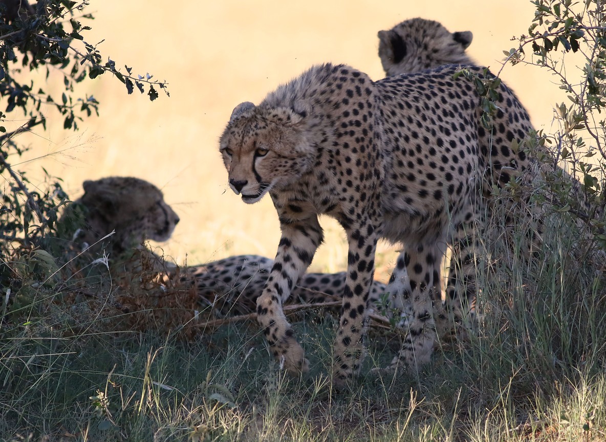 A safari vehicle parked off-track in Naboisho Conservancy while a guide points toward distant grassland