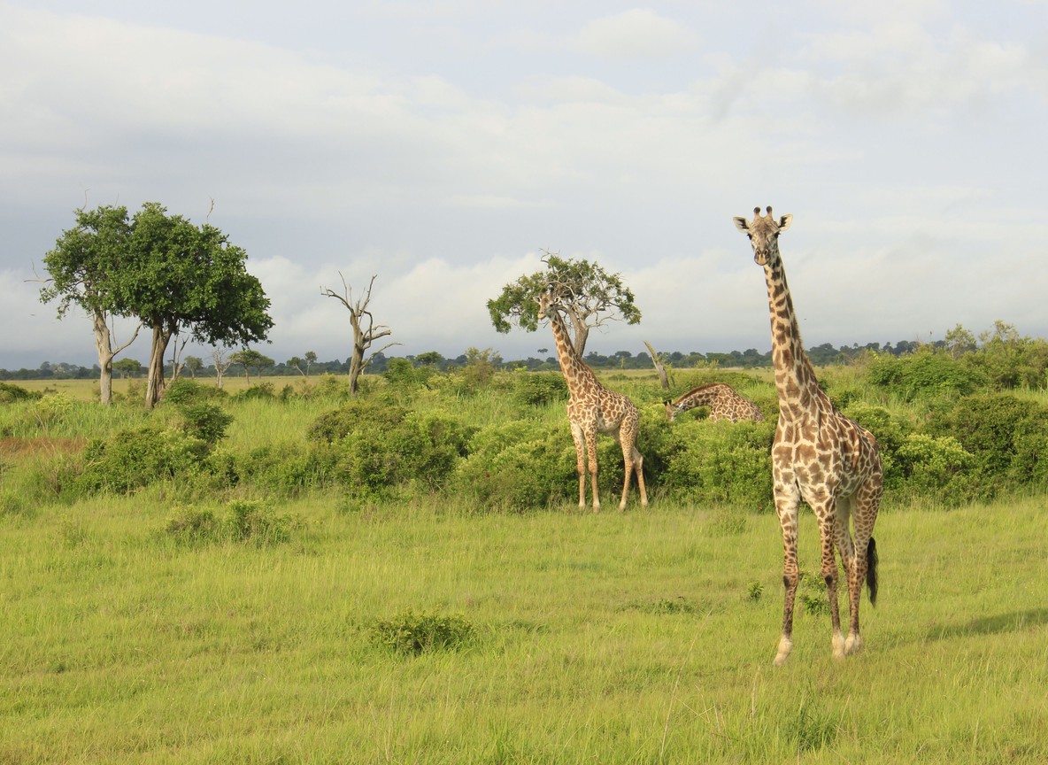 A dirt safari road cutting through open savannah grassland with acacia trees under a wide sky