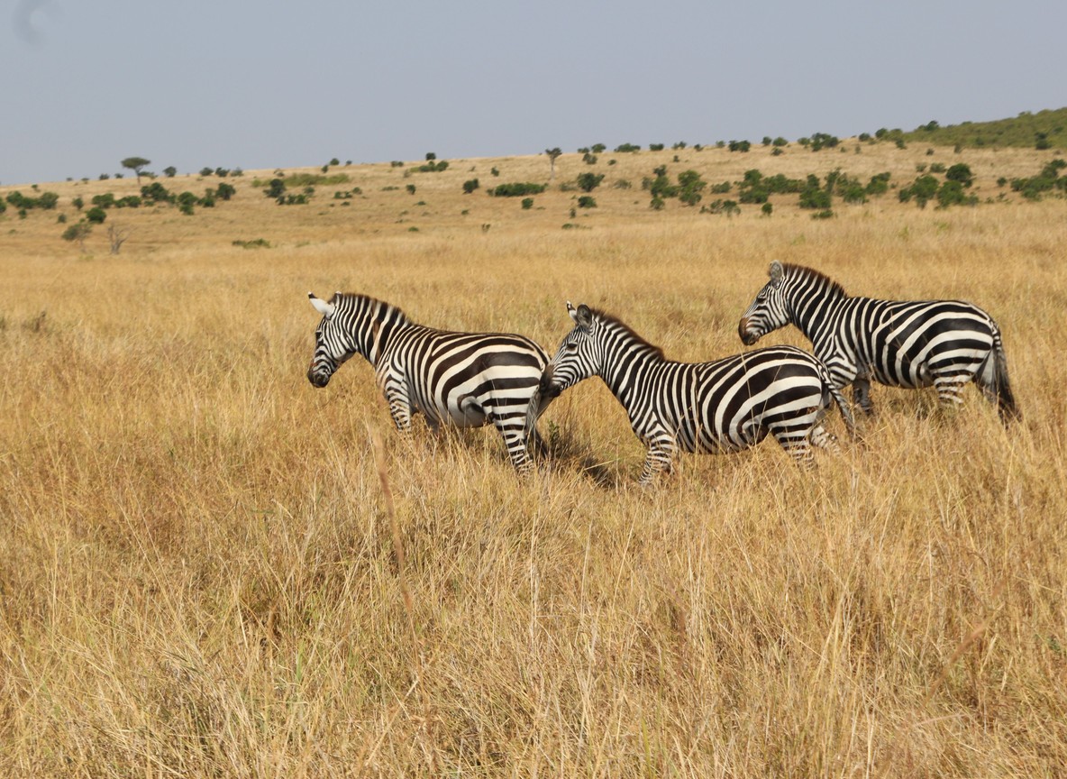Mahali Mzuri Olare Motorogi Conservancy Maasai Mara