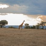 Mara Bushtops Luxury Camp Isaaten Conservancy Maasai Mara