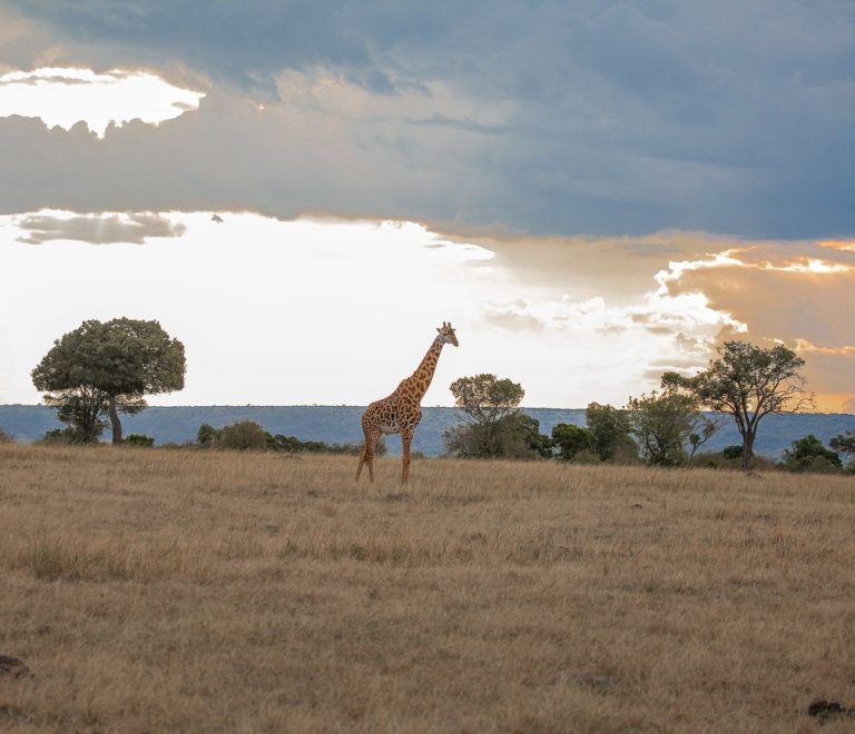 Mara Bushtops Luxury Camp Isaaten Conservancy Maasai Mara