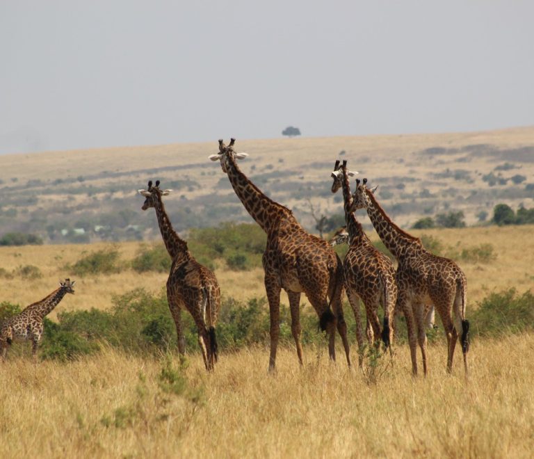 Mara Eden Safari Camp Masai Mara Game Reserve Maasai Mara