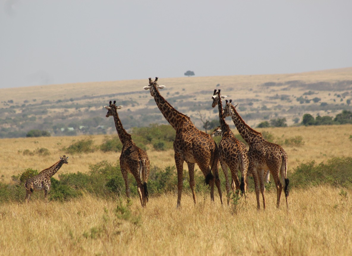 Mara Eden Safari Camp Masai Mara Game Reserve Maasai Mara