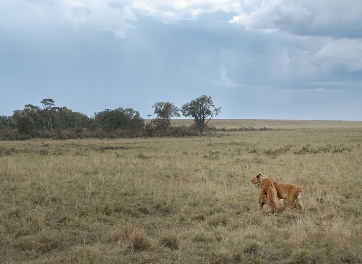 Mara Eden Safari Camp Masai Mara Game Reserve Maasai Mara