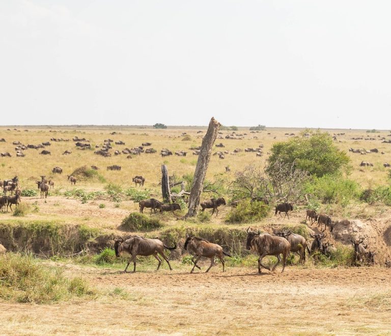 Mara Engai Lodge Siria Escarpment Maasai Mara