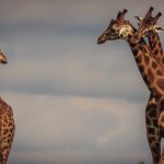 Mara Maisha Camp 45 Km From Talek Gate Maasai Mara