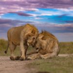 Mara North Conservancy